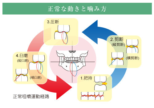 正常な動きと噛み方